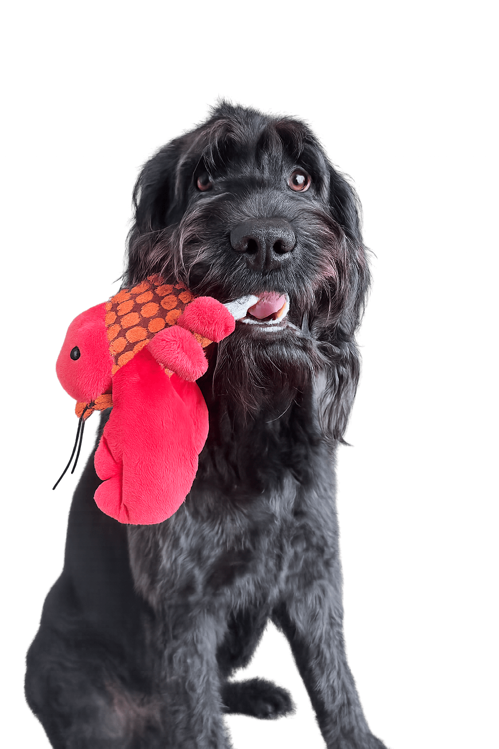 Betty with lobster