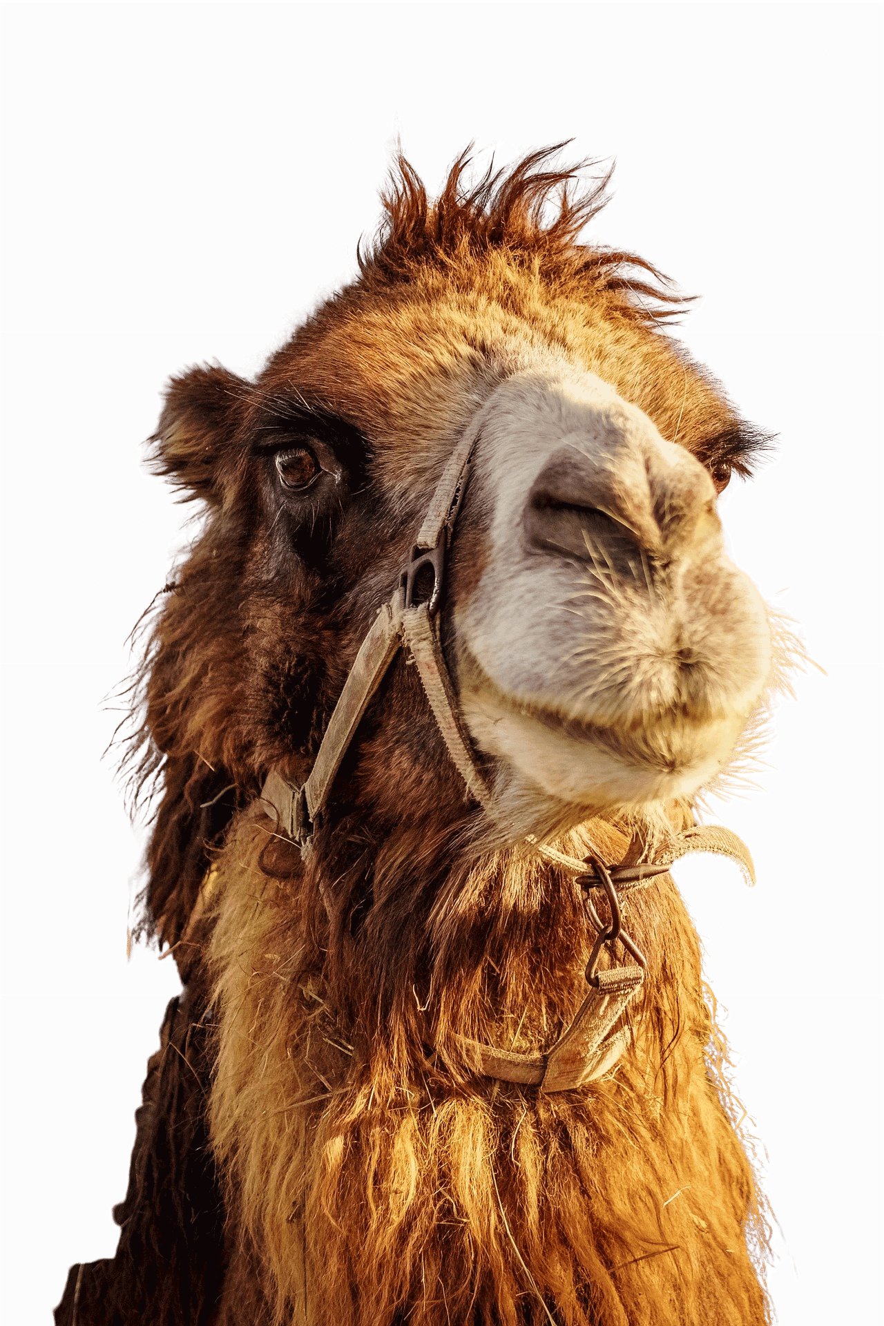 clarice the camel